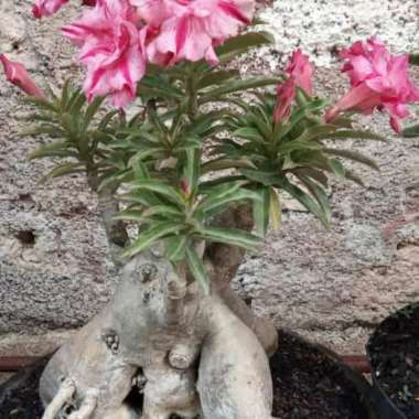 Tanaman Hias Kamboja Jepang / Adenium Bonggol Besar