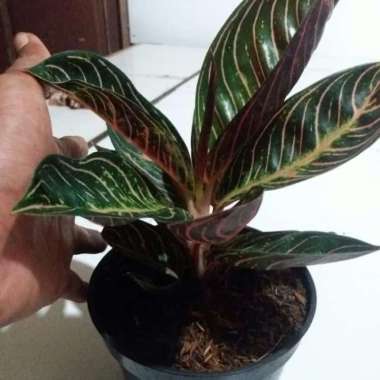 promo tanaman hias aglonema black sumatra/bunga aglonema black sumatra