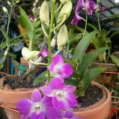 Pusat tanaman hias bunga anggrek dendrobium - anggrek
