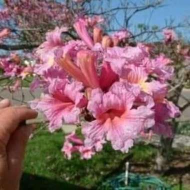 tanaman hias tabebuya bunga pink tinggi 2 meter - Pohon tabebuya