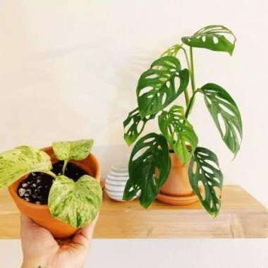 Paket 2 tanaman hias monstera janda bolong - sirih gading variegata
