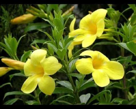 tanaman hias alamanda - bunga kuning