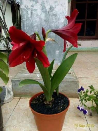 tanaman bakung amarilys bakung bunga