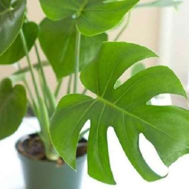 Tanaman Hias Philonderon Monstera - tanaman Monstera