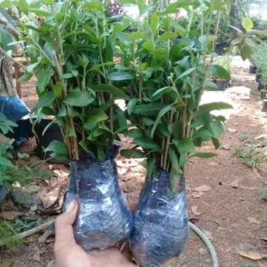 paket tanaman lee kwan yew per 10 polibag