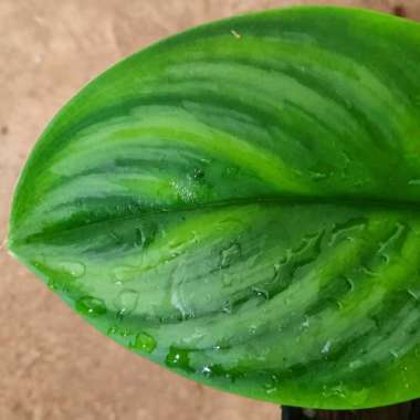 tanaman hias scindapsus variegata orange