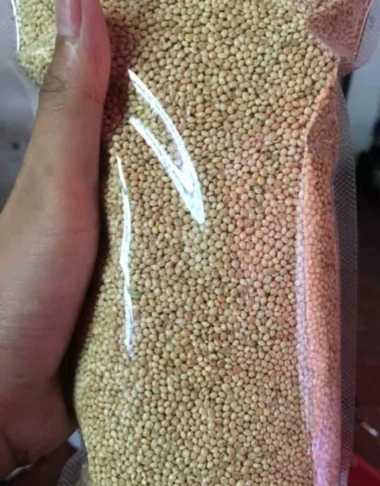 benih bibit biji rumput signal - biji rumput pakan ternak