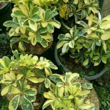 Bibit Tanaman Walisongo Daun Kuning