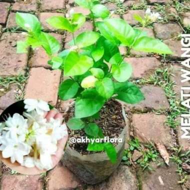 tanaman hias melati rambat - melati kampung - melati wangi
