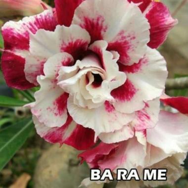 Bibit Bunga Kamboja Adenium Barame