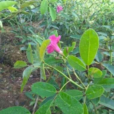 Bibit Tanaman Tabebuya Pink - Pohon Tabebuya