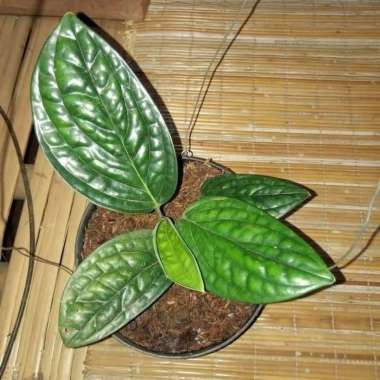 tanaman hias sirih badak - pohon sirih badak - tanaman gantung rambat