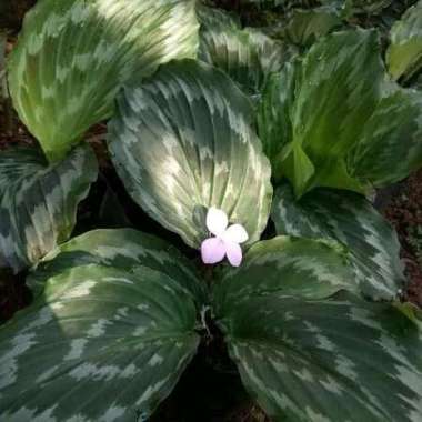 Bibit tanaman hias bunga kencuran - kencur hias house plants