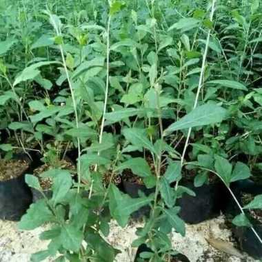 Tanaman Menjuntai Li Kwan yu atau Lee kwan yew