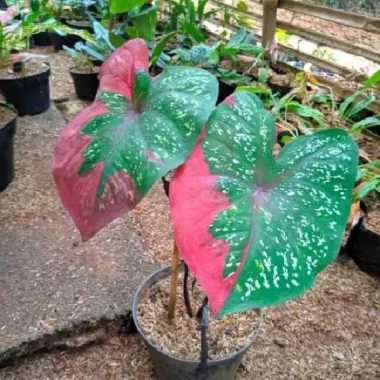 tanaman hias keladi baret merah bibit