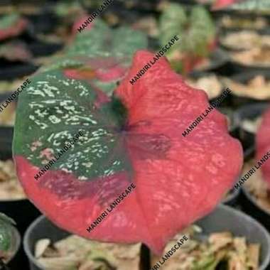 Tanaman Hias Keladi Baret Merah