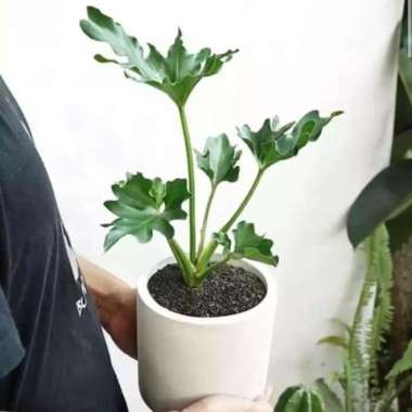 tanaman hias philodenrum - tanaman indoor philo jari