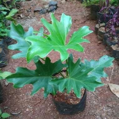 tanaman hias monstera philodendrum - philo jari - monstera philo jari