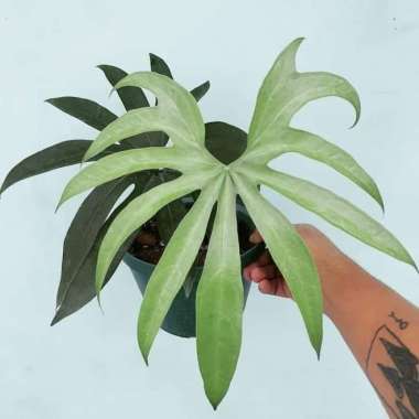 Jual tanaman hias anthurium pedatoradiatum - anthurium jari _