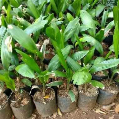 Bibit tanaman hias palm kol - palem kol