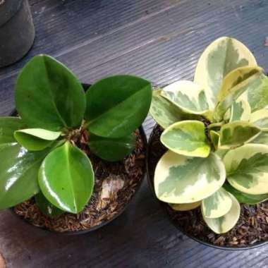 Paket Tanaman Peperomia Hijau dan Variegata - jade plant - termurah