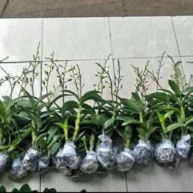 Bunga Anggrek | anggrek dendro | tanaman bunga |minat hub