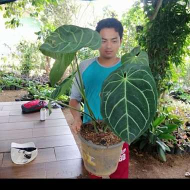 NEW!! tanaman hias kuping gajah besar