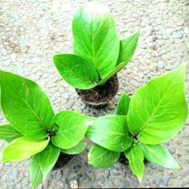 Anthurium jemani cobra | anthurium cobra | tanaman