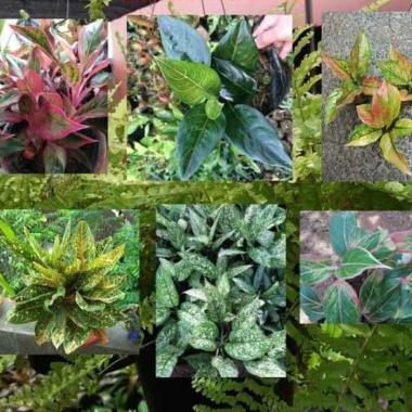 tanaman aglonema paket 6 jenis tanaman hias aglonema