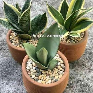 Menjual Paket Tanaman hias sensivera trifasciata-lidah mertua