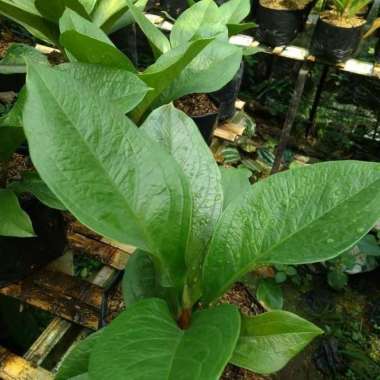 Tanaman Anthurium Supernova