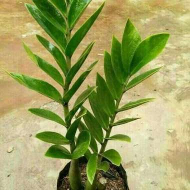 Tanaman Hias Zamia Dollar