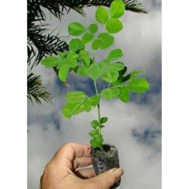 Pohon Kelor | bibit pohon kelor | tanaman hias