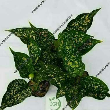 Bunga Aglonema Ruby Pink - Tanaman Hias Aglaonema Pink Ruby
