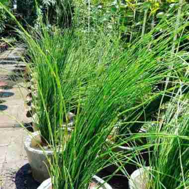 Tanaman hias bambu air -air lidi - tanaman hias air kolem ikan/Aquariu