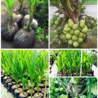 Bibit Kelapa Genjah Nias Cepat Berbuah