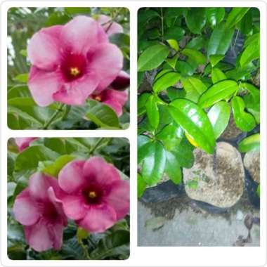 Tanaman Hias Bunga Alamanda