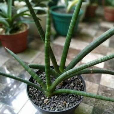 Tanaman hias sanseviera tombak