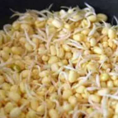 Toge pendek 250gram