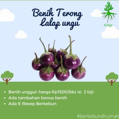 BENIH TERONG UNGU LALAP, BIJI TERONG UNGU LALAP, BIBIT TERONG UNGU