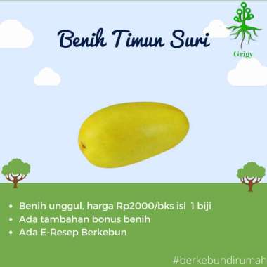 BENIH TIMUN SURI, BIBIT TIMUN SURI, BIBIT BENIH, BIJI TIMUN SURI