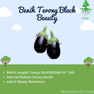 BENIH TERONG HITAM, BIBIT TERONG HITAM, SEED BLACK BEAUTY, BIJI TERONG