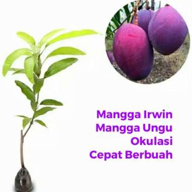 Bibit Buah Mangga Irwin Bibit Mangga Irwin Okulasi Cepat Berbuah