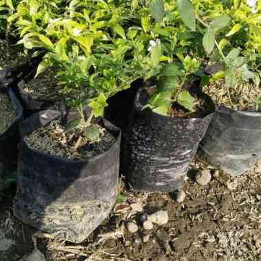 Bibit Bunga Melati India