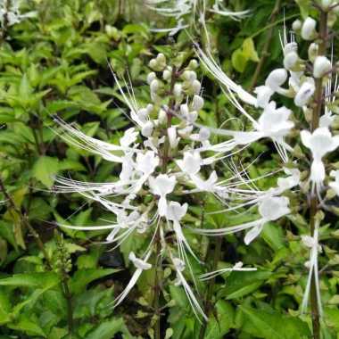 Bibit Bunga Kumis Kucing Bibit Tanaman Herbal Bunga Kumis Kucing