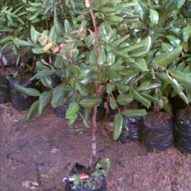 Bibit Tanaman Buah Kelengkeng Diamond