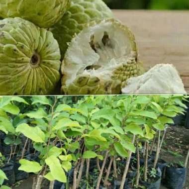 Bibit Surikaya Jumbo Bibit Tanaman Buah Srikaya Jumbo Cepat Berbuah