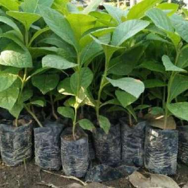 [Grosir] Bibit Tanaman Pohon Jati Super Unggul