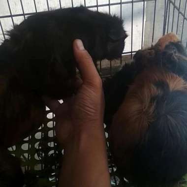 Marmut Abysian & Lokal Indukan Hamil