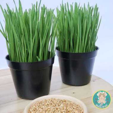 PAKET RUMPUT KUCING - 2pcs / Sudah Jadi / Siap Panen / Wheatgrass